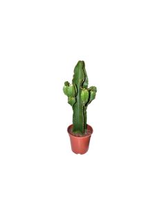 Euphorbia Eritrea