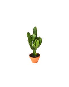 Euphorbia Ingens