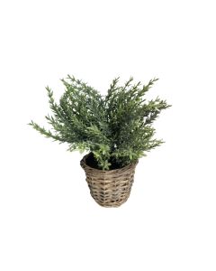 KI Artificial Plant 6 Assorted - 28cm