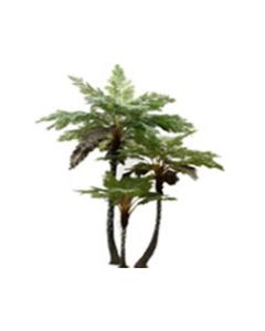Fern Tree