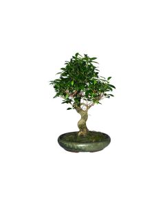 Ficus Bonsai Tree for Indoor