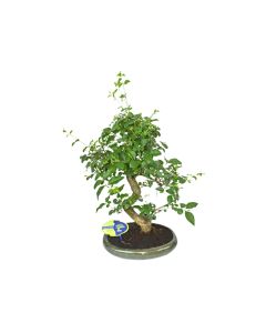 Ficus Microcarpa Bonsai