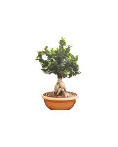 Ficus bonsai two stem