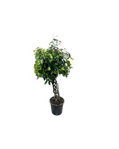 Ficus Benjamina Twisted Branch