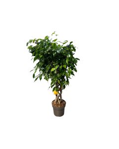Ficus Benjamina