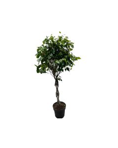 Ficus Benjamina Exotica