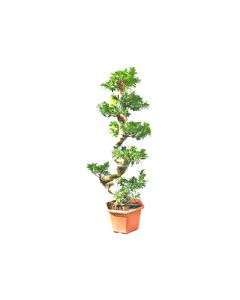 Ficus Bonsai S Shape - Outdoor