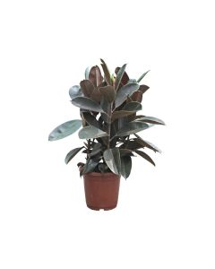 Ficus Elastica - Outdoor
