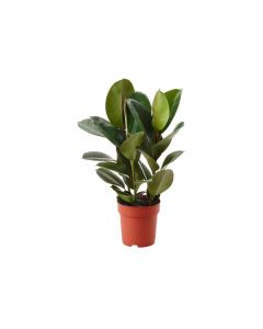 FICUS ELASTICA ROBUSTA 100cm