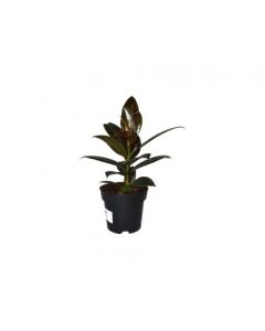 Ficus Elastica - Mix