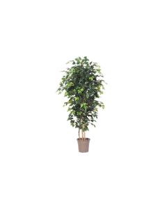 VV Artificial Ficus Green - 175 cm