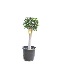 Ficus Microcarpa 1 Head