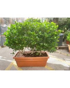 Ficus Panda in Rectangular Pot