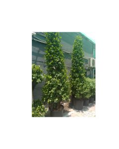 Ficus Panda - Cone Shape - Big