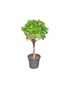 Ficus Panda Five Twisted Trunk
