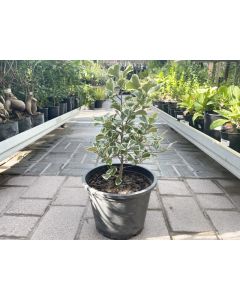 Ficus Triangularis Variegated