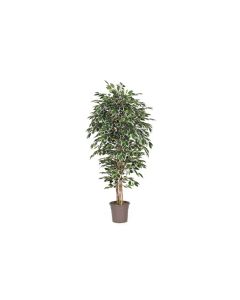 VV Artificial Ficus Varigated - 200 cm
