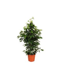 Ficus benjamina