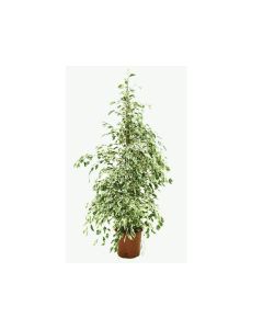 Ficus Benjamina Daniele Variegated
