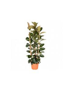 Ficus elastica robusta