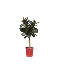 Ficus Robusta Stem