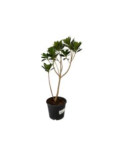 Ficus Hawaii