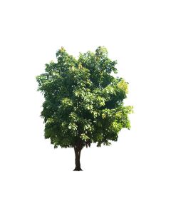 Ficus infecftoria