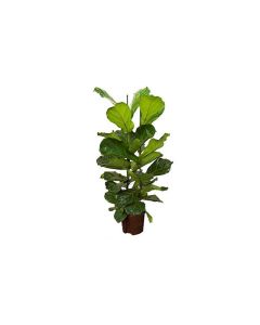 Ficus lyrata 3pp