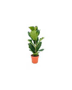 Ficus Lyrata Indoor Plant (Fiddle-Leaf Fig)