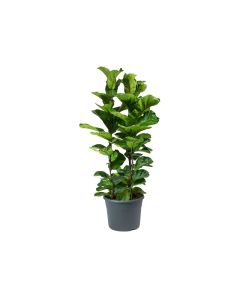 Ficus lyrata 3pp