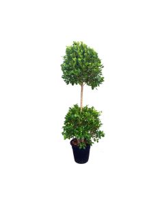 Ficus Panda 2 head Big