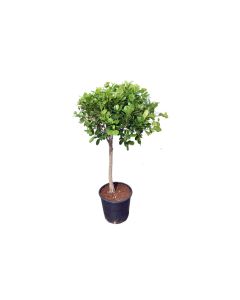Ficus  Panda 1 Head Small - Outdoor Plant