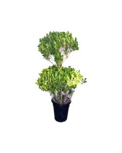 Ficus panda 2 Head Medium