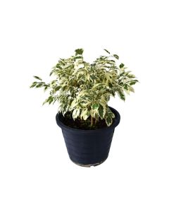 Ficus Benjamina Starlight