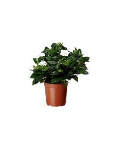 Gardenia  Jasminoides - indoor