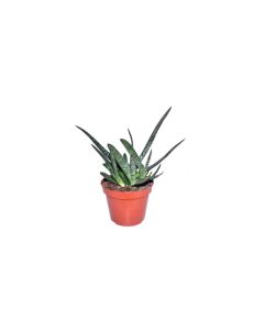 Gastera Aloe Aveo