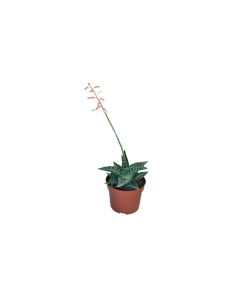 GAstera Aloe Apollo