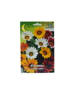 BL Gazania Flower