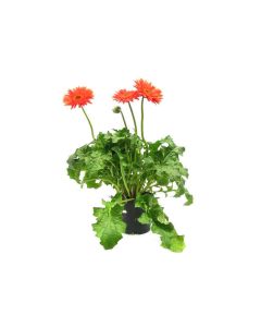 Gerbera Mix - Seasonal