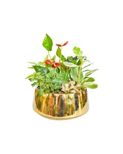 Mixed Plant Arrangements in Gold Planter