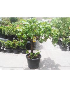 GrapeVine Tree - 50 litre