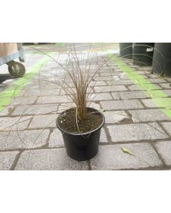 Carex Bronze Grass Small