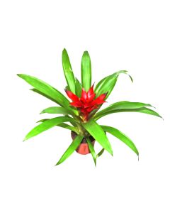 Guzmania Blitz - Red Flower