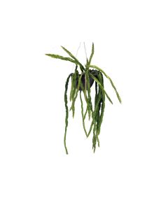 Epiphylum Cactus in Hanging Pot
