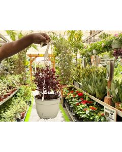 Alternanthera Hanging