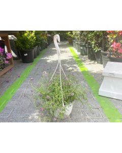 Hanging Seasonal Mix Alyssum