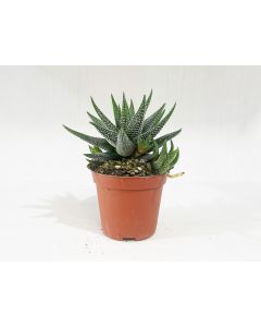Haworthia Mix - Indoor Plant