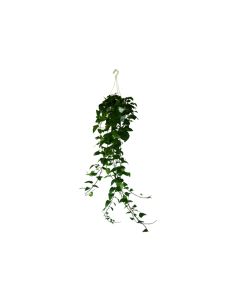 Hedera Helix Variegated