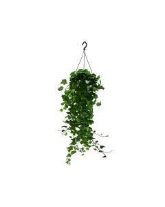 Hedera Helix Green