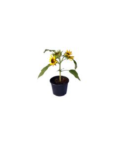 Helianthus (Sunflower)